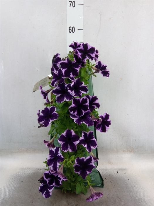 <h4>Petunia  'Surfinia'   ...</h4>