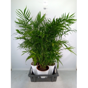 Chamaedorea cataractarum