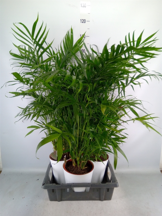 <h4>Chamaedorea cataractarum</h4>