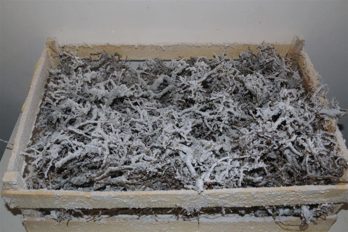 <h4>Bonsai Wood Snow P Crate</h4>