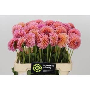 Dahlia BA 'Lindas Baby'