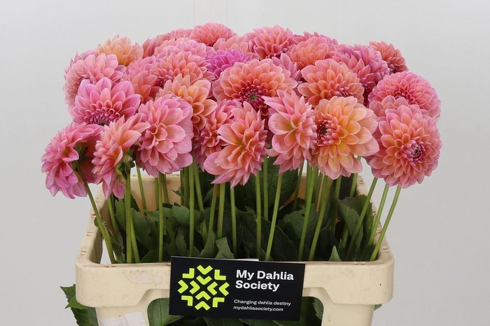 <h4>Dahlia BA 'Lindas Baby'</h4>