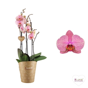 Duetto Jupiter 3-tak