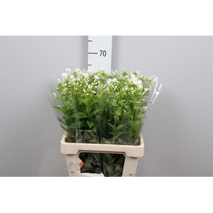 Phlox P Danielle