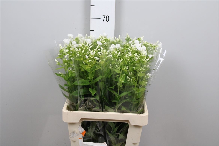 <h4>Phlox P Danielle</h4>