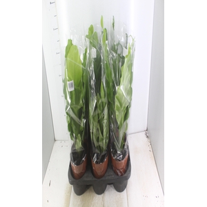 ASPLENIUM VARIADO P17