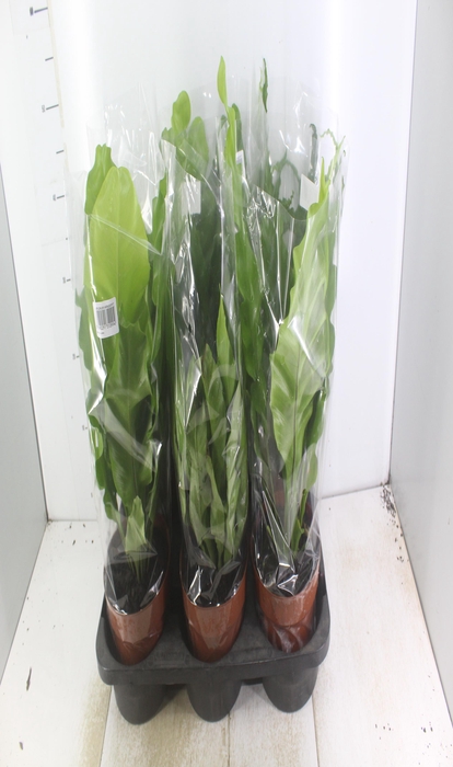 <h4>ASPLENIUM VARIADO P17</h4>