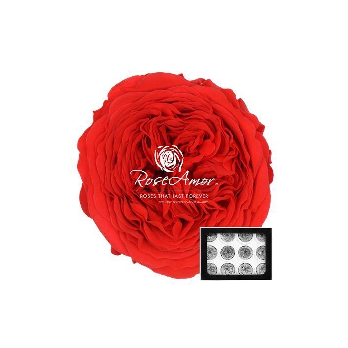 <h4>Amelia Ora03</h4>