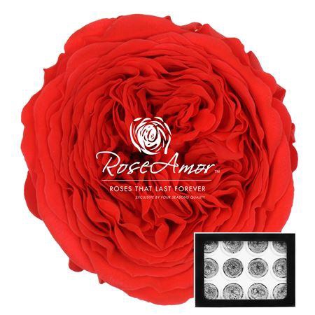 <h4>Amelia Ora03</h4>