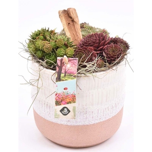 Keramiek pot wit/roze 14cm