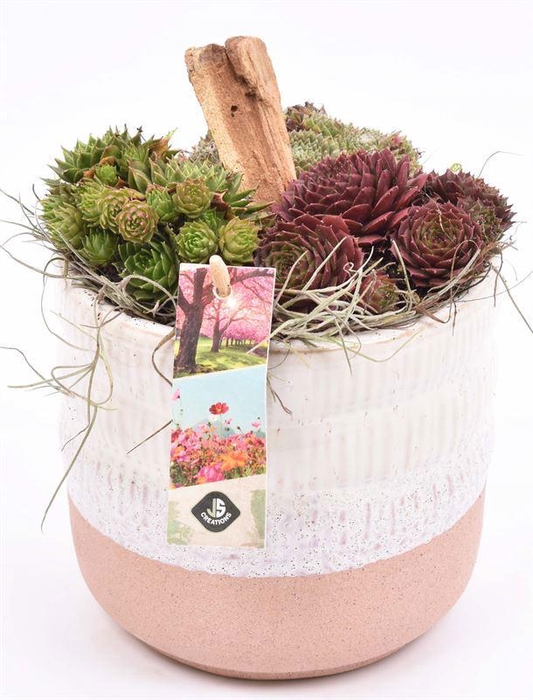 <h4>Keramiek pot wit/roze 14cm</h4>