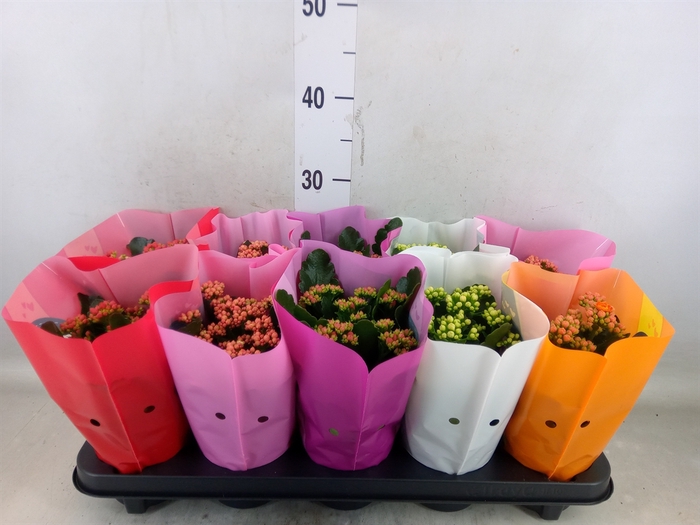 <h4>Kalanchoe blos. 'Perfecta'  ..mix 5</h4>