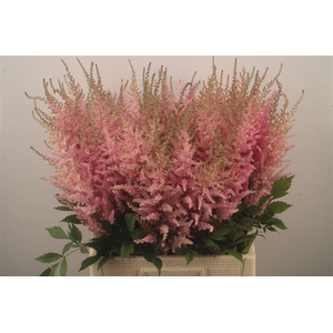 Astilbe Erika Pink