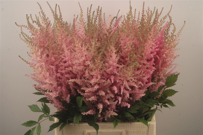 <h4>Astilbe Erika Pink</h4>