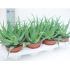 Aloe arborescens