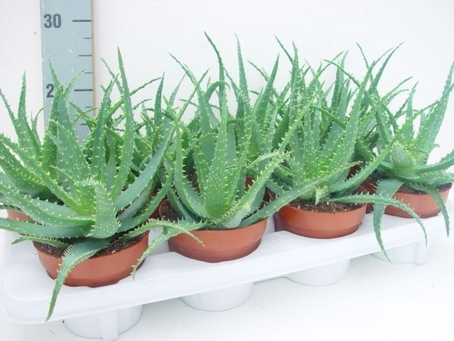 <h4>Aloe arborescens</h4>