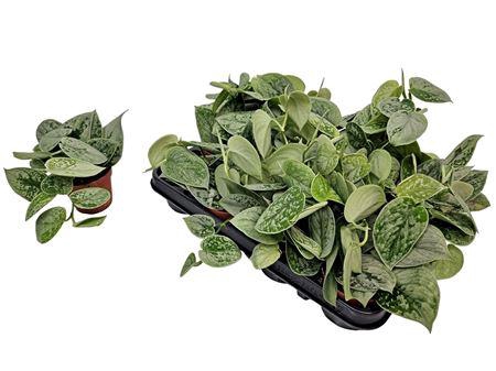 <h4>Scindapsus Silvery Ann *</h4>