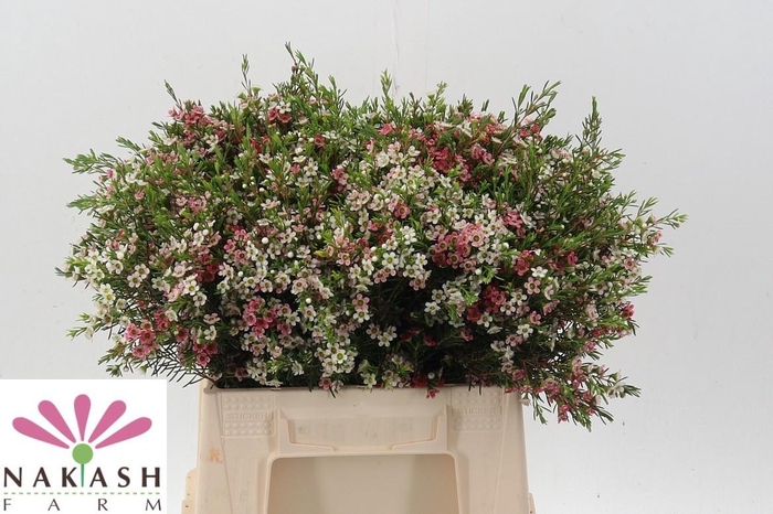 <h4>Cham Un Sweet 16</h4>