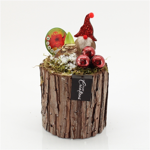 <h4>Arrangementen Hippeastrum</h4>