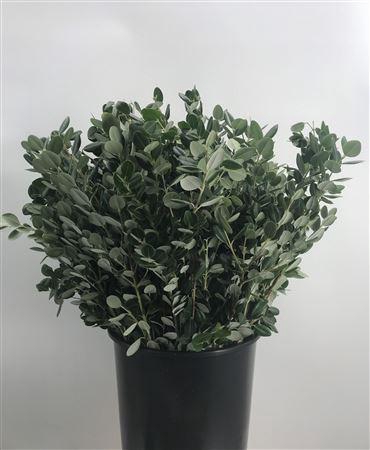 <h4>Metrosideros Exc</h4>