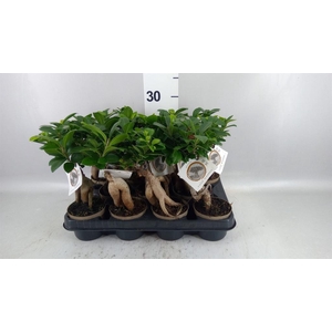 Ficus microcarpa 'Ginseng'
