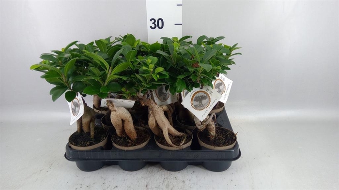 <h4>Ficus microcarpa 'Ginseng'</h4>