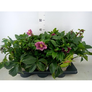 Helleborus  'Viv Batista'