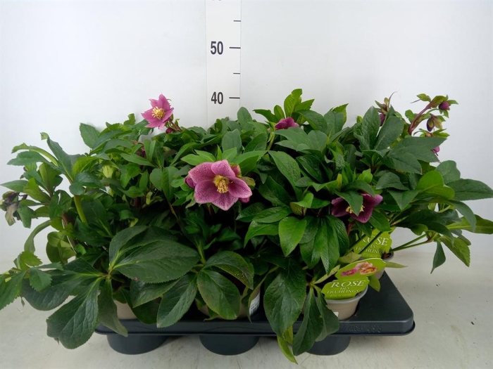<h4>Helleborus 'Viv Batista'</h4>