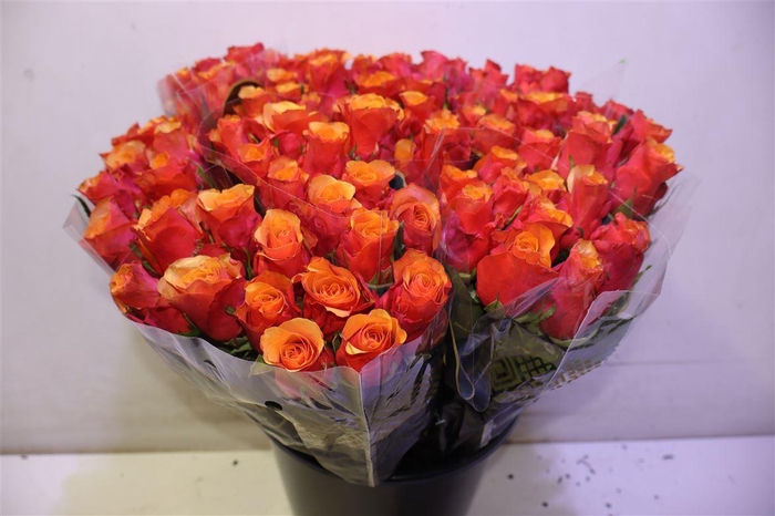 <h4>R Gr Espana X10</h4>