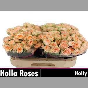 R TR HOLLY