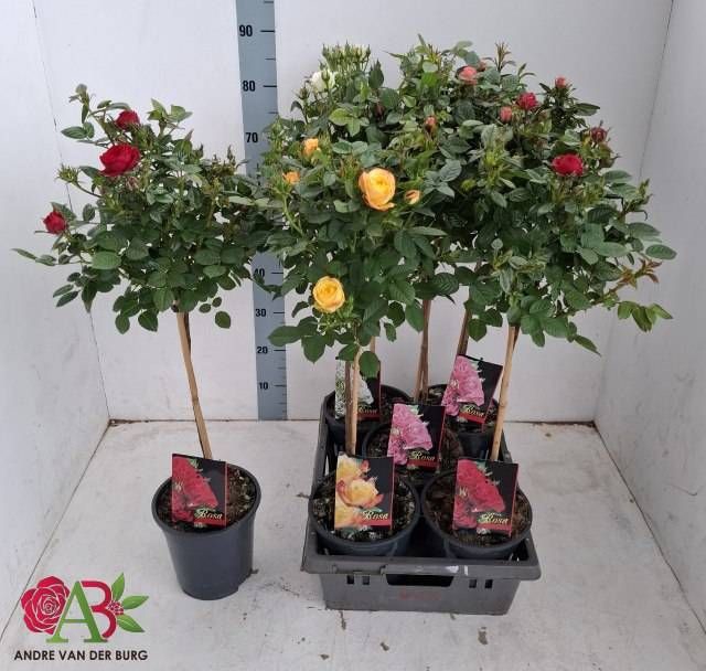 <h4>ROSA ST OV</h4>