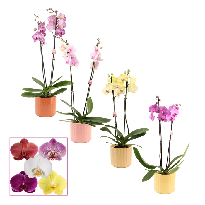 Phalaenopsis 2 tak 14+ mix in Kaya (Sympathetic moods-collection