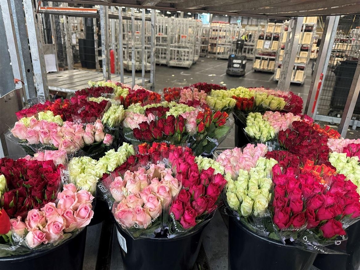 <h4>R GR MIX RED-WHITE</h4>