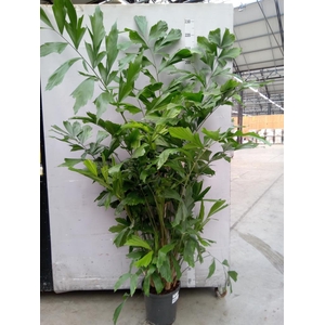 Caryota mitis