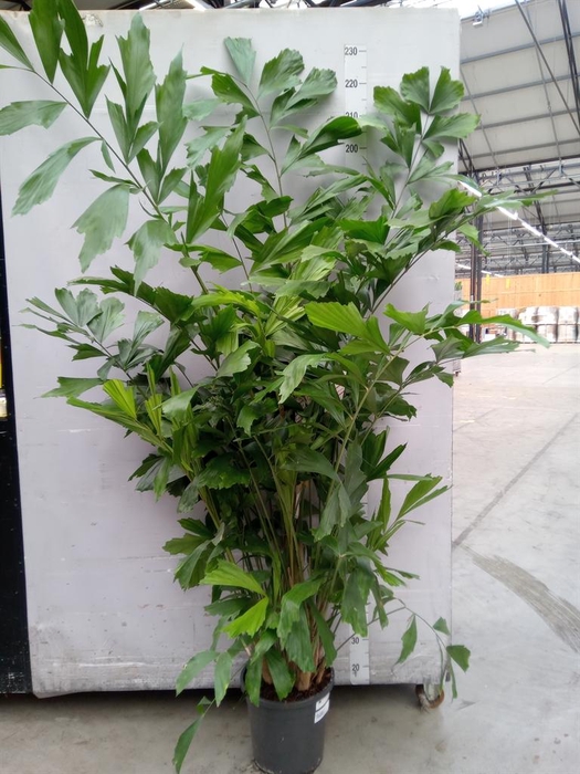 <h4>Caryota mitis</h4>