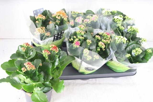 <h4>KAL GE GEM 5 KL</h4>