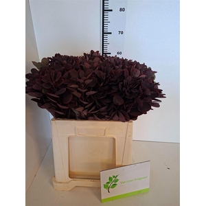 Cotinus C Royal Purple