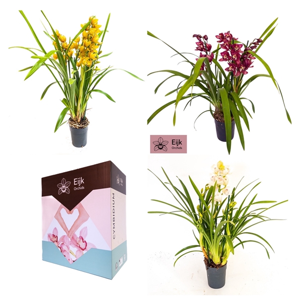 <h4>2-3 tak cymbidium mix</h4>