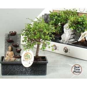 BONSAI GEM