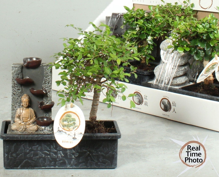 <h4>BONSAI GEM</h4>