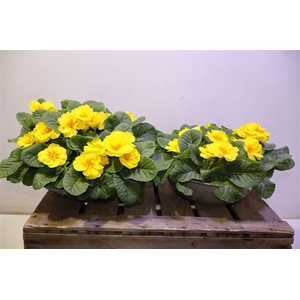 arr8 Prim Ac Bonneli Schaal Yellow