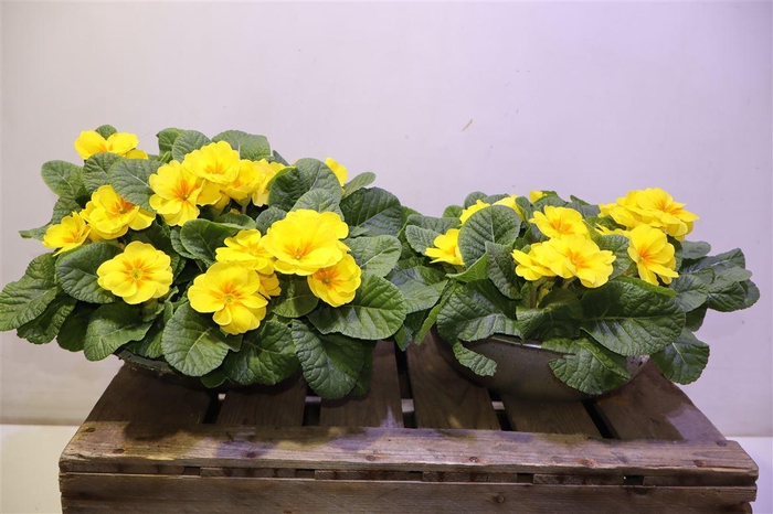 <h4>Prim Ac Bonneli Schaal Yellow</h4>