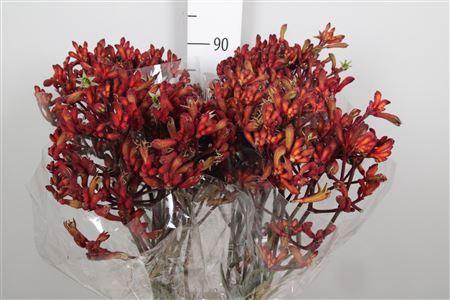 <h4>Anigozanthos  'Early Spring'</h4>