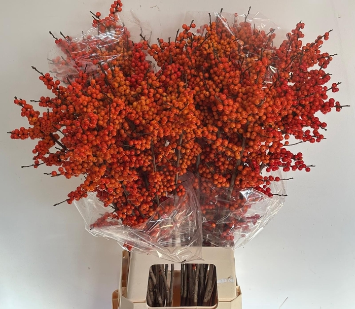 <h4>ILEX VE ORANGE GLOW</h4>