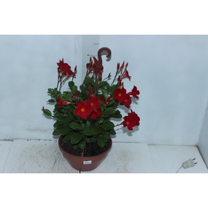 DIPLADENIA PICOLI C21 VARIADO