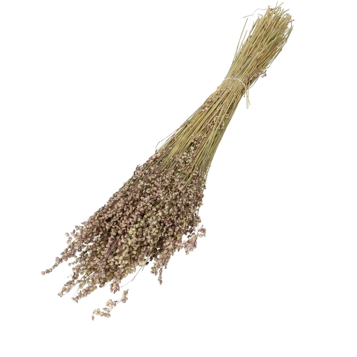 <h4>Droogbloem Briza Maxima 50cm</h4>