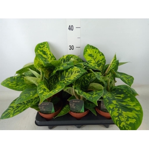 Homalomena wal. 'Camouflage'