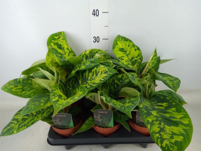 <h4>Homalomena wal. 'Camouflage'</h4>