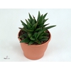 Aloe Black Gem