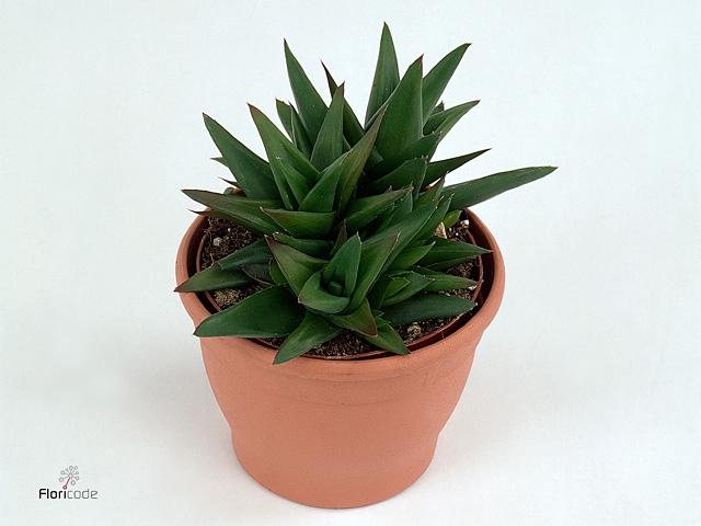 Aloe Black Gem